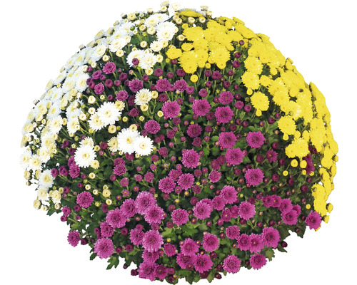 Chrysantheme Party Trio FloraSelf Chrysanthemum indicum mélange pot Ø 32 cm diamètre de la plante env. 70 cm Premium Quality