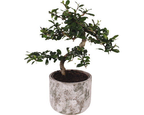 Figuier chinois S-Shape FloraSelf Ficus microcarpa Ginseng h 30-35 cm pot Ø 15 cm avec cache-pot en céramique Deep Forest