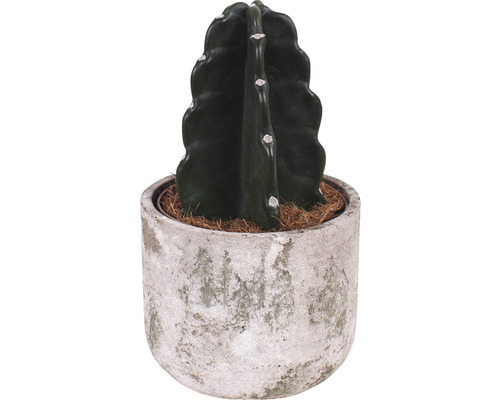 Cactus Cuddly sans épines FloraSelf h env. 25 cm pot Ø 15 cm y compris cache-pot en céramique Deep Forest