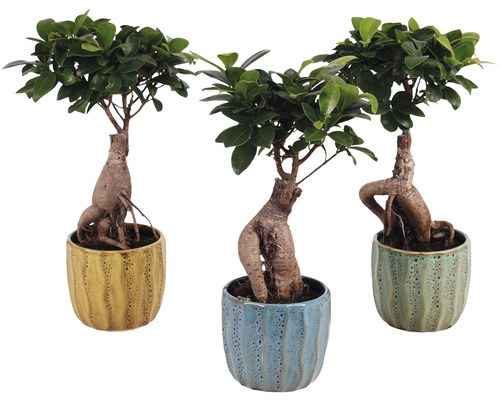 Figuier chinois FloraSelf Ficus microcarpa Ginseng h env. 30 cm pot Ø 10 cm y compris cache-pot en céramique Exotic