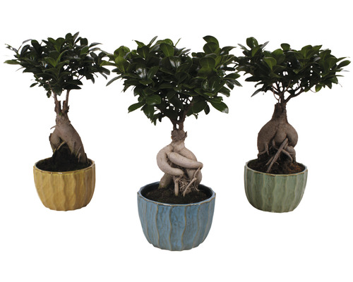 Figuier chinois FloraSelf Ficus microcarpa Ginseng h env. 40 cm pot Ø 17 cm y compris cache-pot en céramique Exotic