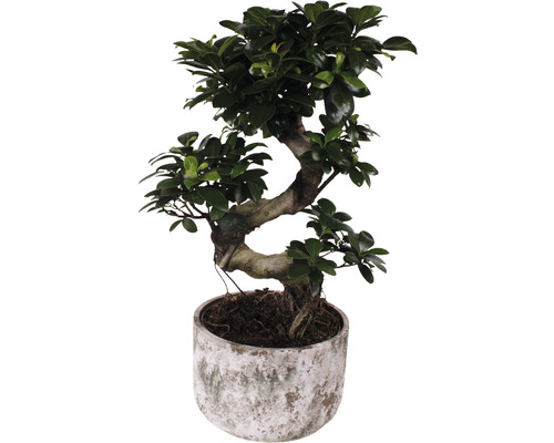 Chinesische Feige S-Shape FloraSelf Ficus microcarpa Ginseng H ca. 60 cm Ø 23 cm Topf inkl. Keramik Übertopf Deep Forest