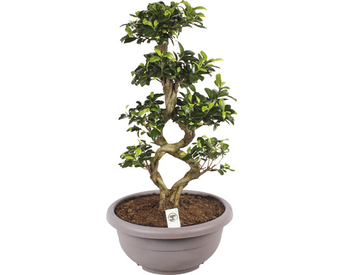 Figuier chinois 8-Shape FloraSelf Ficus microcarpa Ginseng h env. 70 cm pot Ø 35 cm y compris coupe en plastique taupe