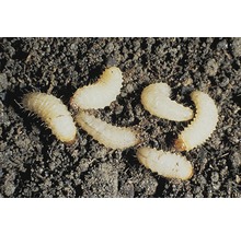 Kit de commande organisme utile Neudorff coccinelles australiennes, acariens prédateurs, Ichneumonidae, larves de Chrysopidae et nématodes contre insectes nuisibles, 1 bon de commande, pour une surface au sol allant jusqu'à 10 m²-thumb-3