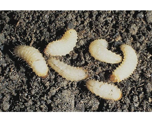Kit de commande organisme utile Neudorff coccinelles australiennes, acariens prédateurs, Ichneumonidae, larves de Chrysopidae et nématodes contre insectes nuisibles, 1 bon de commande, pour une surface au sol allant jusqu'à 10 m²
