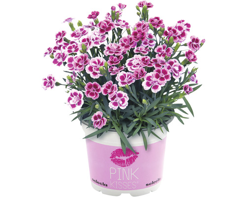 Œillet FloraSelf Dianthus caryophyllus Pink Kisses® pot Ø 11 cm