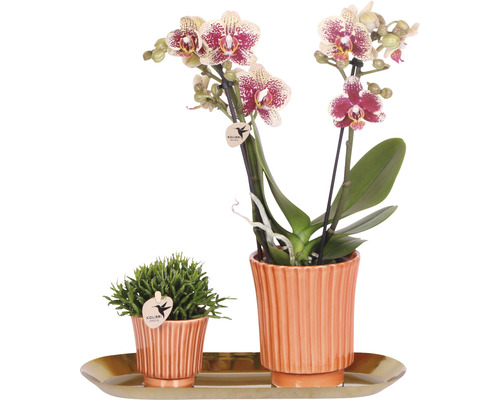 Kit cadeau Culture FloraSelf avec orchidée, Rhipsalis et tablette ovale 30 cm