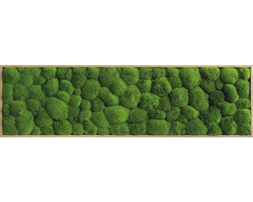Tableau végétal en mousse boule chêne 140x40 cm