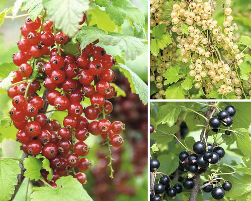 Groseillier trio espalier Hof:Obst Ribes nigrum h 50-60 cm Co 6 l, 3 variétés différentes, baies rouges, blanches, noires