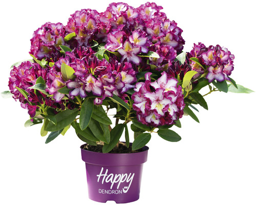 Easydendron Rhododendron Inkarho® 'Pushy Puple' h 25-30 cm Co 5 l rhododendron tolérant au calcaire