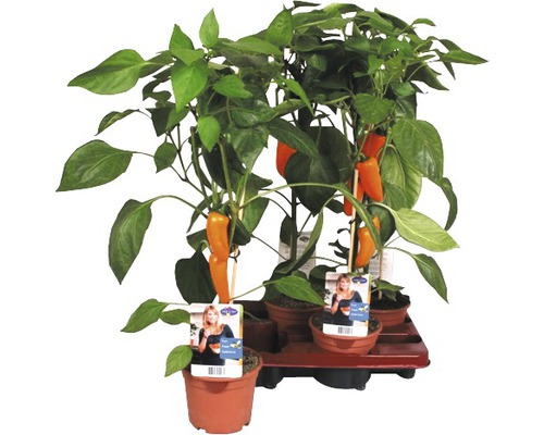 Poivron orange FloraSelf Capsicum annuum pot Ø 14 cm