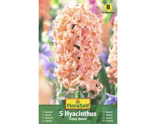 Bulbes FloraSelf hyacinthe 'Gipsy Queen' orange 5 pces - HORNBACH Luxembourg