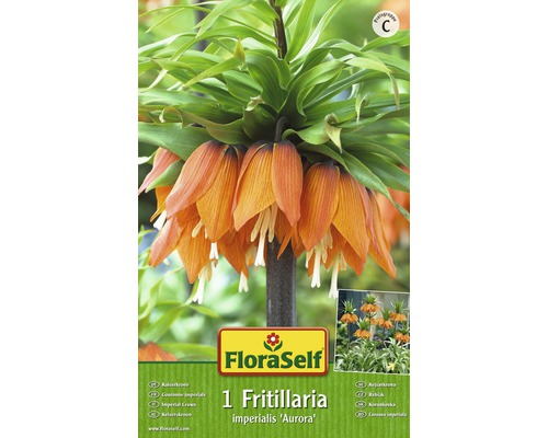 Bulbes FloraSelf couronne impériale 'Aurora' orange 1 pce-0