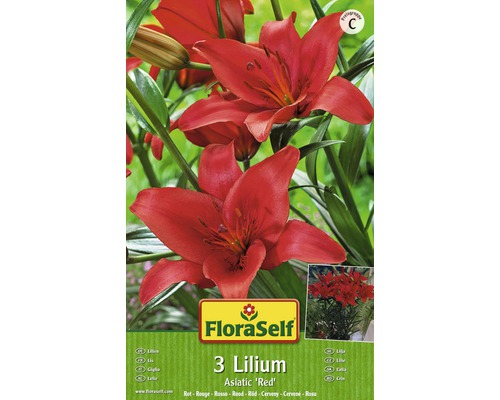 Bulbes FloraSelf lys 'Asiatic Red' rouge 3 pces-0