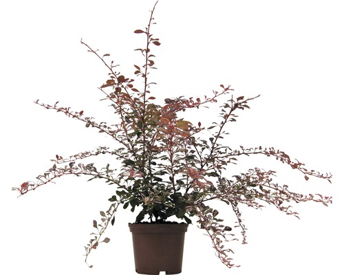 Épine-vinette FloraSelf Berberis thunbergii 'Pink Queen' H 30-40 cm Co 2 L