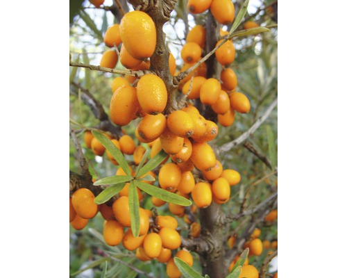 Argousier Orange 50-60 cm