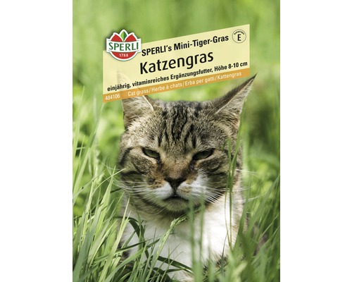 Graines d'herbe à chat herbe mini-Tiger Sperli