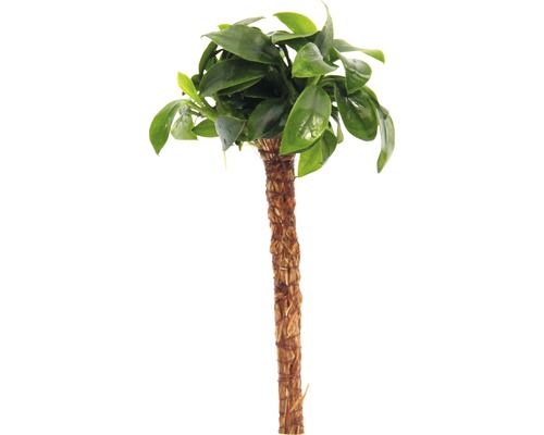 Bonsai palme
