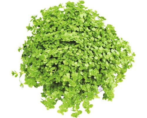 Hemianthus-0