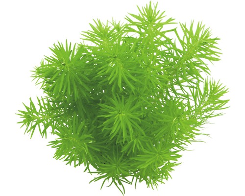 Pogostemon In-Vitro-0