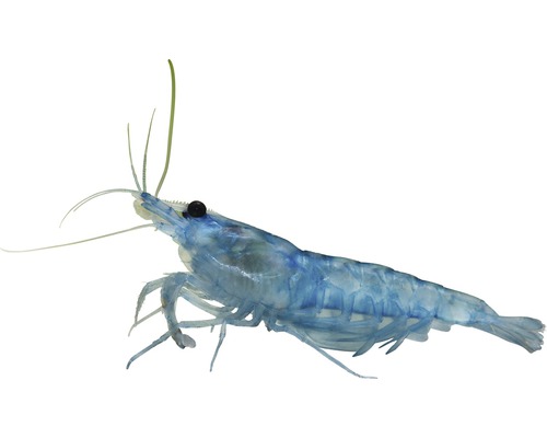 Crevettes naines Blue Jelly