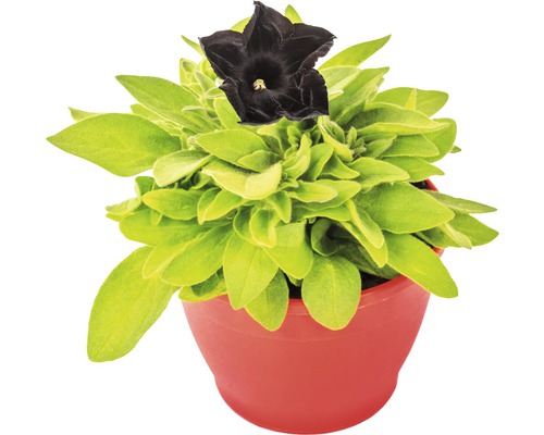 Hängepetunie FloraSelf Petunia x atkinsiana 'Black Ray' Ø 12 cm Topf
