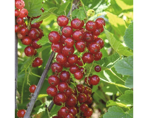 Groseillier à grappes FloraSelf Ribes rubrum 'Jonkheer van Tets' H 40-60 cm Co 3 L