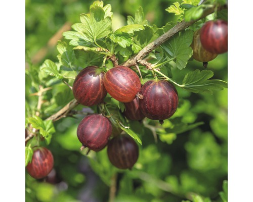 Groseillier à maquereaux rouge FloraSelf Ribes uva-crispa 'Hinnomäki rouge' h 40-60 cm Co 3 l