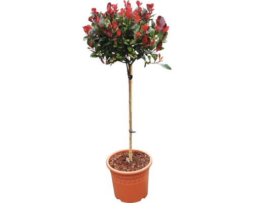 Arbuste photinie nain FloraSelf 'Little Red Robin' tronc h 40 cm Co 6 l