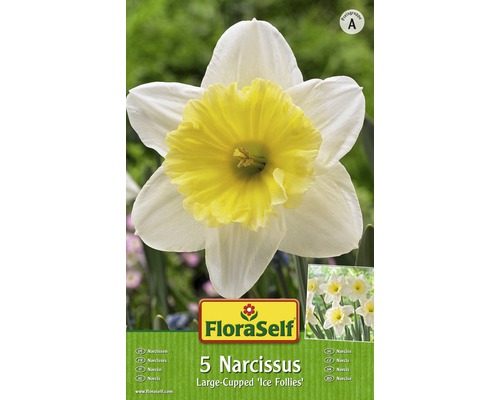 Bulbes FloraSelf narcisse 'Ice Follies' blanc-jaune 5 pces - HORNBACH  Luxembourg