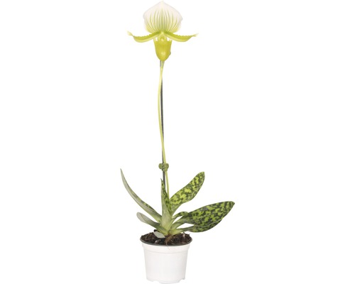 Sabot de Vénus, orchidée FloraSelf Paphiopedilum femma h 30-35 cm pot Ø 9 cm