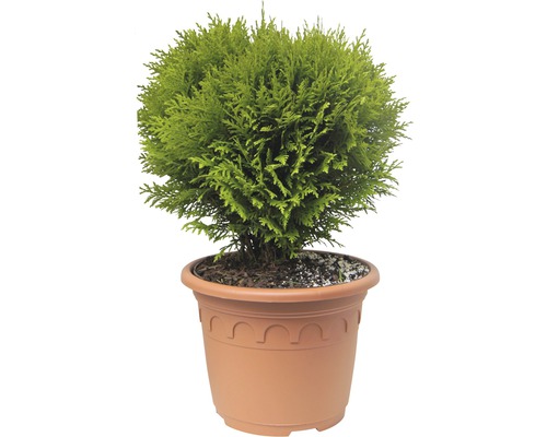 Kugel-Lebensbaum FloraSelf Thuja occidentalis 'Danica' H 30-40 cm Co 8 L