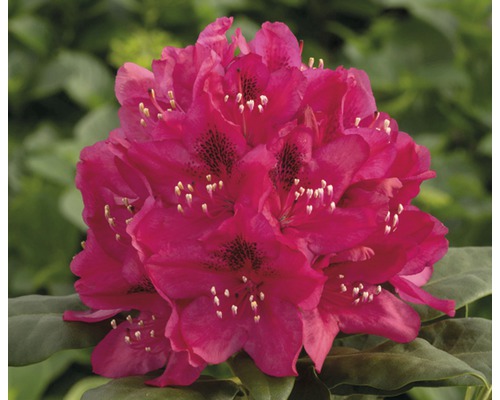 Rhododendron des Alpes à grosses fleurs FloraSelf Rhododendron Hybride rouge H 30-40 cm Co 5 L
