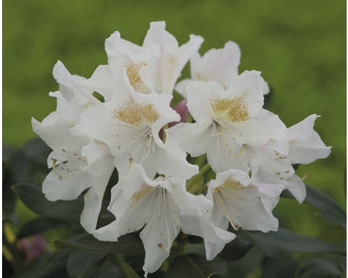 Rhododendron à grosses fleurs FloraSelf Rhododendron Hybride blanc H 50-60 cm Co 7 L