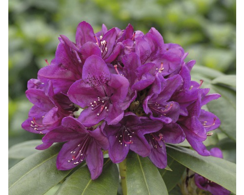 Rhododendron des Alpes à grosses fleurs FloraSelf Rhododendron Hybride violet foncé H 30-40 cm