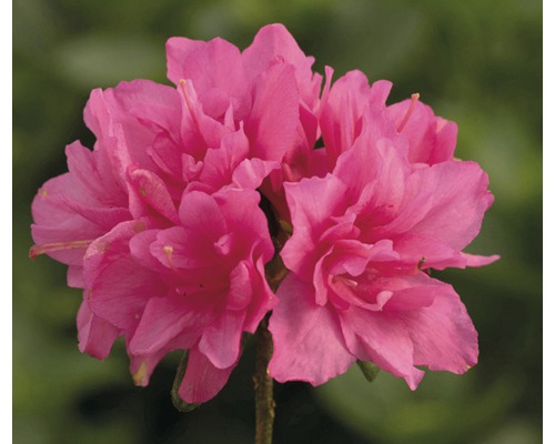 Azalée du Japon rose, 30-40 cm
