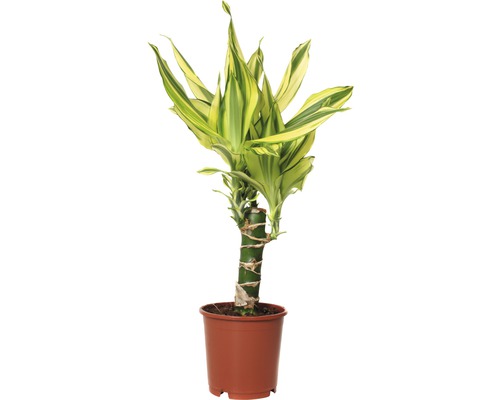 Dracaena Yellow Coast Plante dépolluante Entretien facile 2 plantes Pot 11 cm plante dintérieur| hauteur 40 cm 