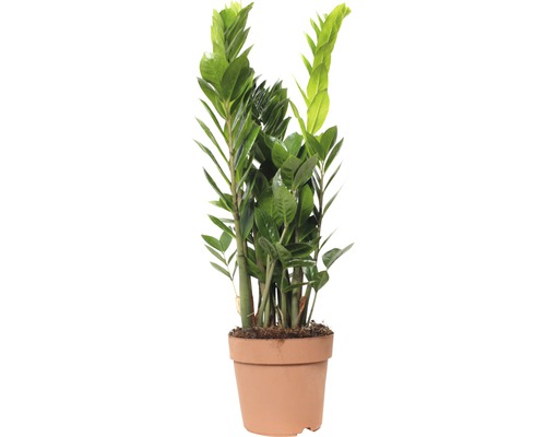 Zamioculcas zamiifolia FloraSelf H 60-80 cm pot de Ø 17 cm