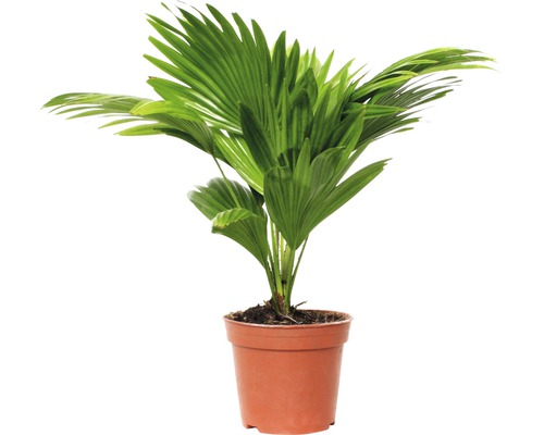 Palmier éventail, Livistona à feuilles rondes FloraSelf Livistona rotundifolia H 40-50 cm pot de Ø 15 cm