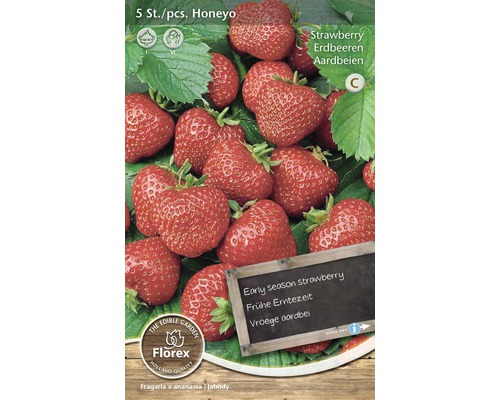 Rhizome fraise 'Honeyo' 5 pièces - HORNBACH Luxembourg