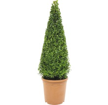 Buis pyramide FloraSelf Buxus sempervirens H 70-75 cm Co 7,5 l-thumb-0