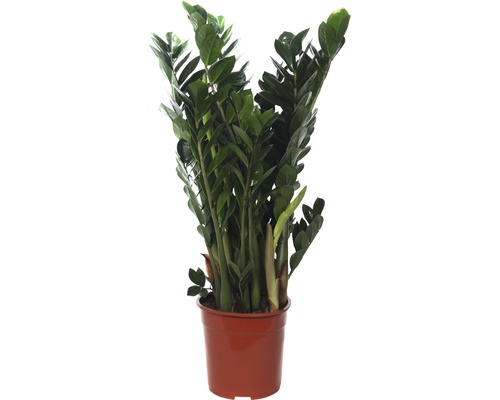 Zamioculcas zamiifolia FloraSelf H 95-105 cm pot de Ø 24 cm