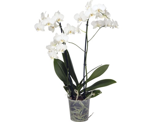 Orchidée papillon FloraSelf Phalaenopsis multiflora h 50-65 cm pot Ø 12 cm blanc