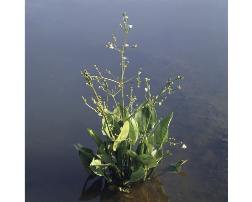 Plantain d'eau FloraSelf Alisma plantago 'Aquatica' H 10-60 cm Co 0,6 L
