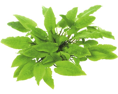 Cryptocoryne Wendts à larges feuilles In-Vitro-0