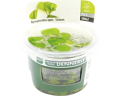 Nymphoides peltata de Taïwan In-Vitro-0
