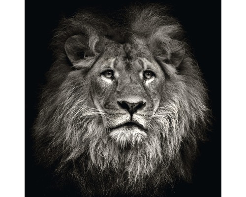 Tableau en verre Lion Head, 20x20 cm-0