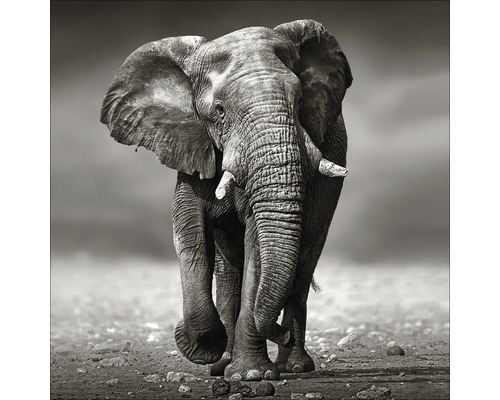 Tableau en verre Grey Elephant, 20x20 cm-0