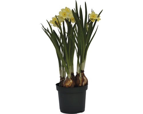 Narcisse jaune, narcisse trompette FloraSelf Narcissus pseudonarcissus  'Minnow' pot Ø 9 cm - HORNBACH Luxembourg