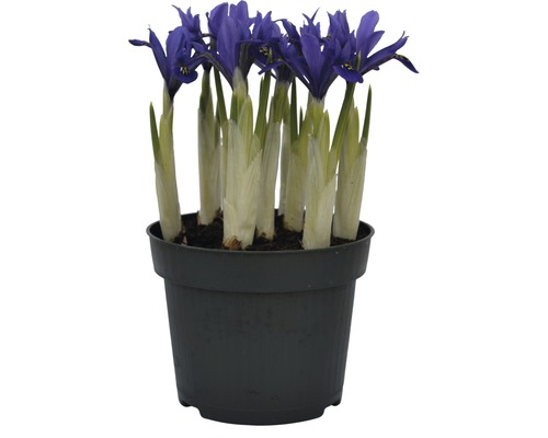 Iris réticulé FloraSelf Iris reticulata 'Harmony' pot Ø 12 cm